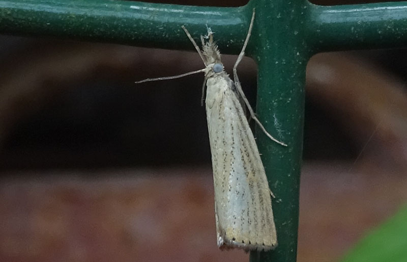 Agriphila straminella - Crambidae